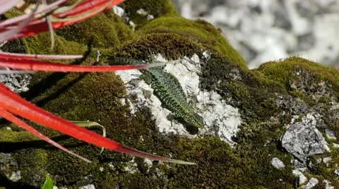 Colorful lizard closeup in Chile Stock Footage 12454155
