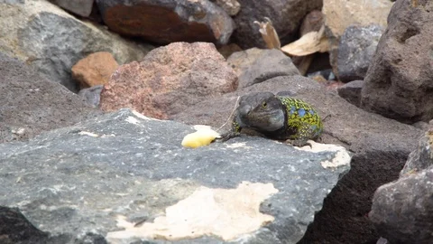 Colorful Lizard Stock Footage 97757750