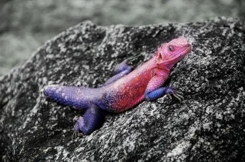 Colorful Lizard lying on a stone Stock Photos