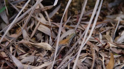 A colorful lizard in the middle of the woods Stock Footage 80342155