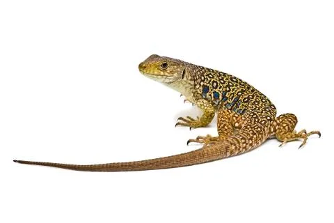 Colorful lizard. Stock Photos