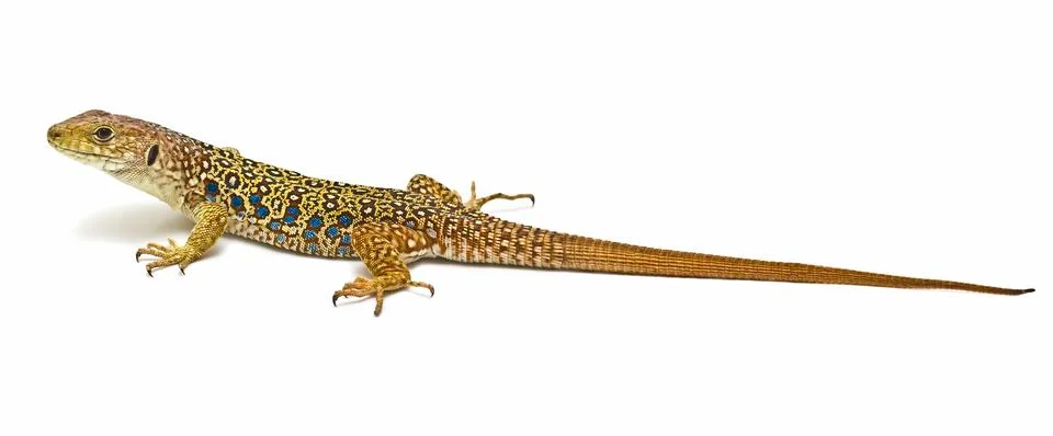 Colorful lizard. Stock Photos