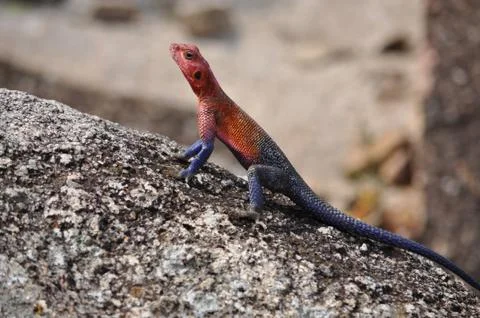 Colorful lizard. Stock Photos