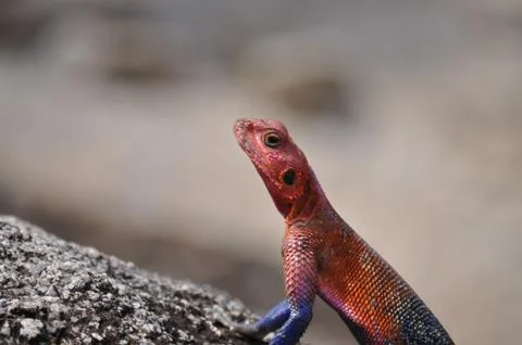Colorful lizard. Foto stock