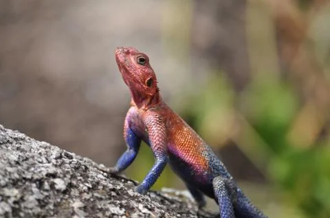 Colorful lizard. Stock Photos