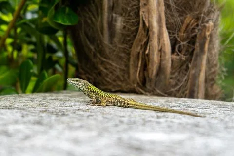Colorful Lizard Resting on Stone Surface Stock Photos