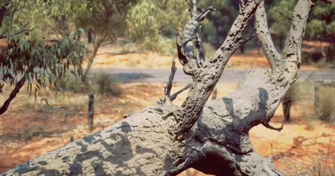 Colorful lizard resting on a unique textured tree branch in a natural setting 스톡 일러스트
