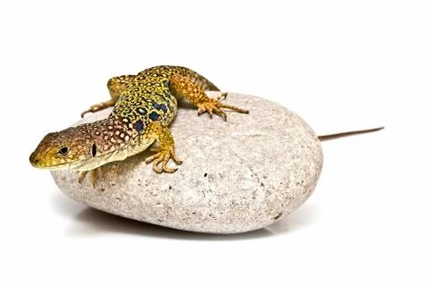 Colorful lizard on a stone. Stock Photos
