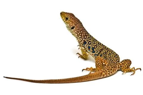 Colorful lizard on white background. Stock Photos