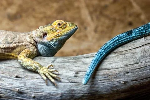 Colorful lizards Stock Photos