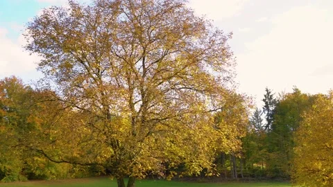 Colorful lonely tree in the foreground Stock Footage 166398681