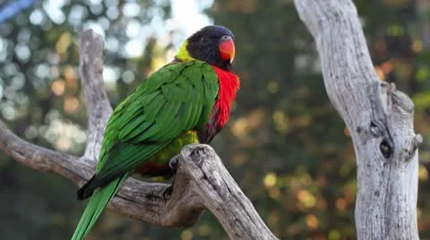 Colorful Lorikeet Stock Footage 10709763