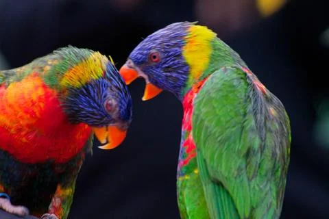 Colorful Lorikeets in Close Interaction Stock Photos