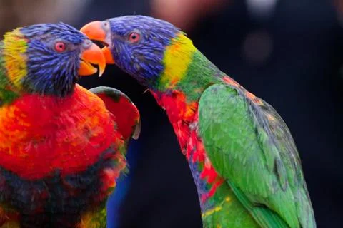 Colorful Lorikeets in Close Interaction Stock Photos