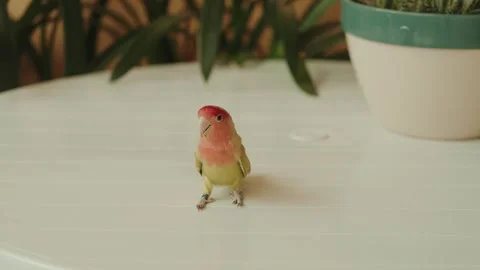 Colorful lovebird standing on white table indoors 스톡 동영상 319297776