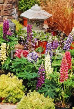 Colorful lupine garden Stock Photos