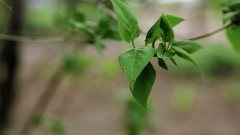 Colorful lush spring video background. Stock Footage 153995974