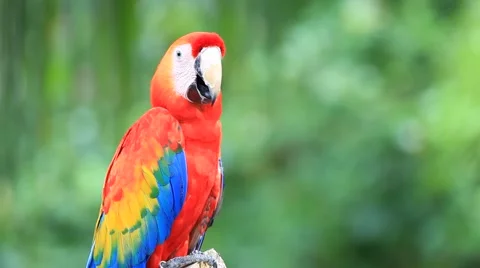 Colorful Macaw Bird Stock Footage 40084921