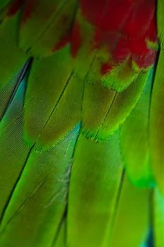Colorful Macaw feathers pattern background. Stock Photos