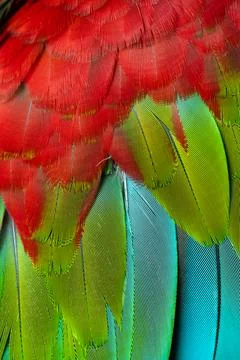 Colorful Macaw feathers pattern background. Stock Photos