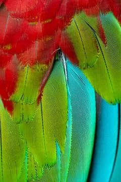 Colorful Macaw feathers pattern background. Stock Photos