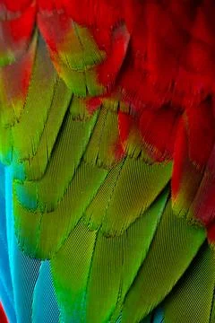 Colorful Macaw feathers pattern background. Stock Photos