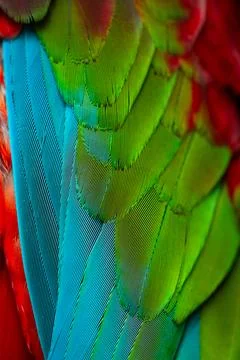 Colorful Macaw feathers pattern background. Stock Photos