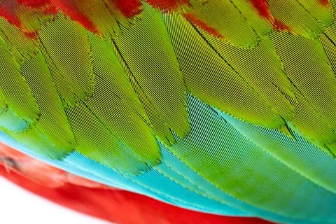 Colorful Macaw feathers pattern background. Stock-Fotos