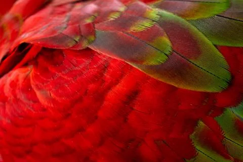 Colorful Macaw feathers pattern background. Stock Photos