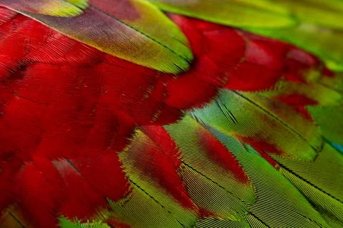 Colorful Macaw feathers pattern background. Stock Photos