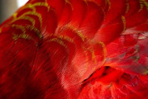 Colorful Macaw feathers pattern background. Stock Photos