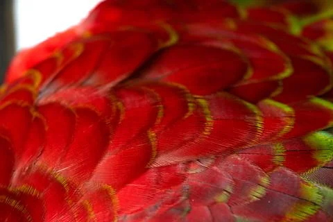 Colorful Macaw feathers pattern background. Stock Photos