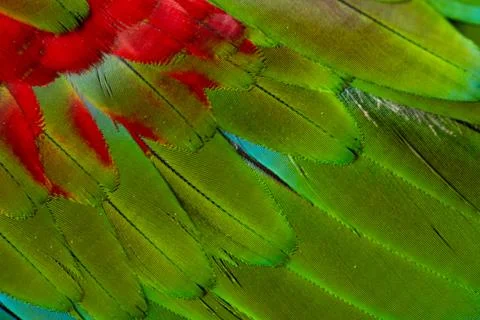 Colorful Macaw feathers pattern background. Stock Photos
