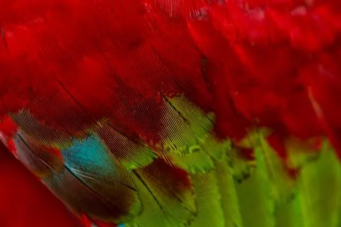 Colorful Macaw feathers pattern background. Stock Photos