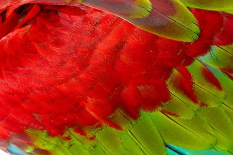 Colorful Macaw feathers pattern background. Stock Photos