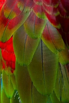 Colorful Macaw feathers pattern background. Foto stock