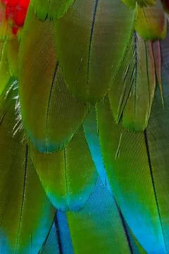 Colorful Macaw feathers pattern background. Stock Photos