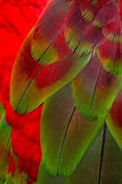 Colorful Macaw feathers pattern background. Stock Photos