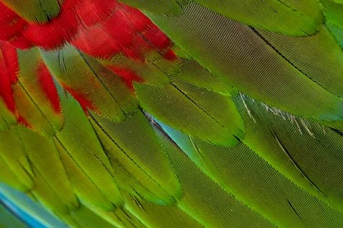 Colorful Macaw feathers pattern background. Stock Photos