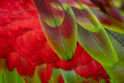 Colorful Macaw feathers pattern background. Stock Photos