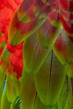 Colorful Macaw feathers pattern background. Foto stock