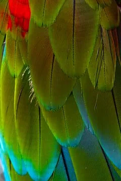 Colorful Macaw feathers pattern background. Stock Photos