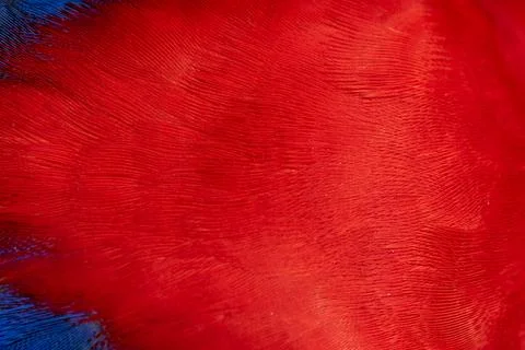 Colorful Macaw feathers pattern background. Stock Photos