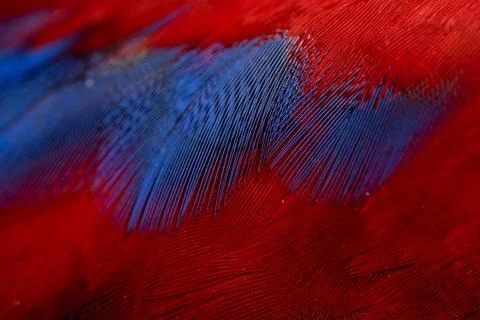 Colorful Macaw feathers pattern background. Stock Photos