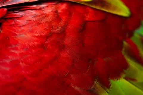 Colorful Macaw feathers pattern background. Stock Photos