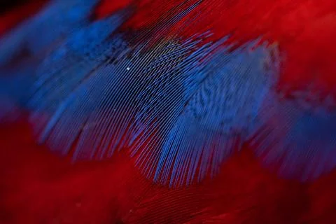Colorful Macaw feathers pattern background. Stock Photos