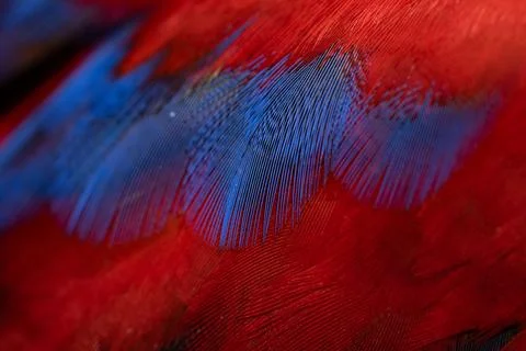 Colorful Macaw feathers pattern background. Stock Photos