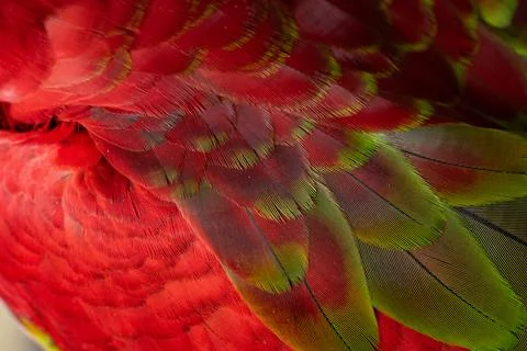 Colorful Macaw feathers pattern background. Stock-Fotos
