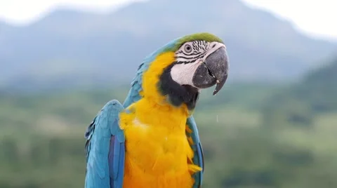 Colorful Macaw Video stock 59807580