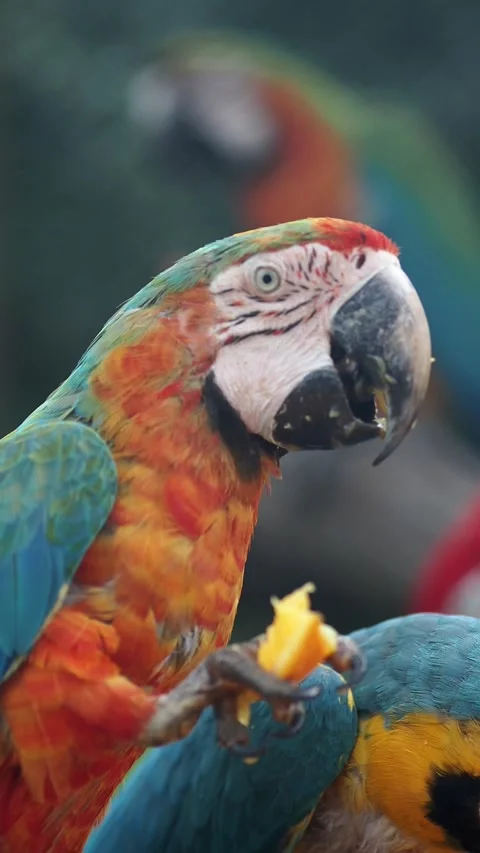 Colorful Macaw Parrot Feeds on Fruit in Close-up Stock-Footage 337057952